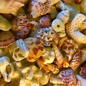 Meet your Posher, Joy